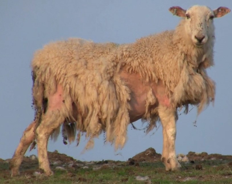 NADIS National Animal Disease Information Service