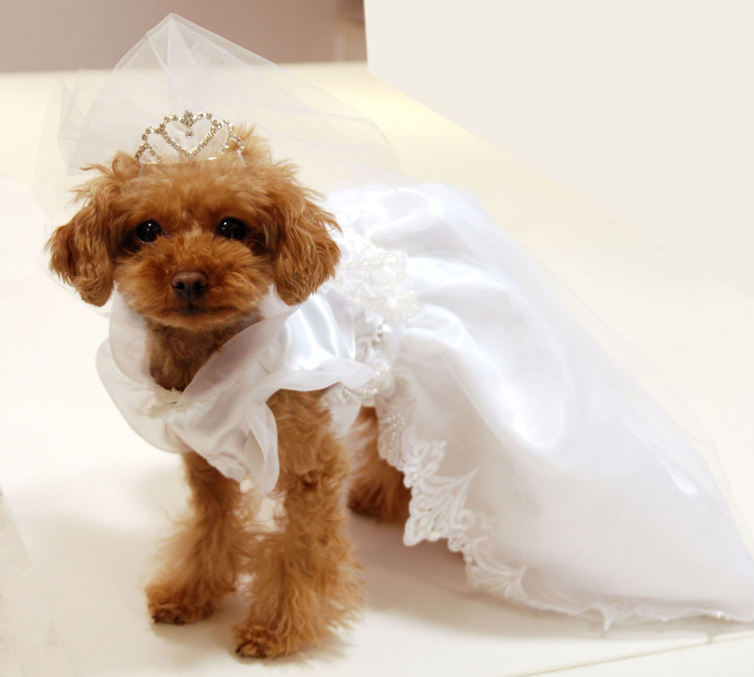 10+ 犬 ドレス 作り方 References