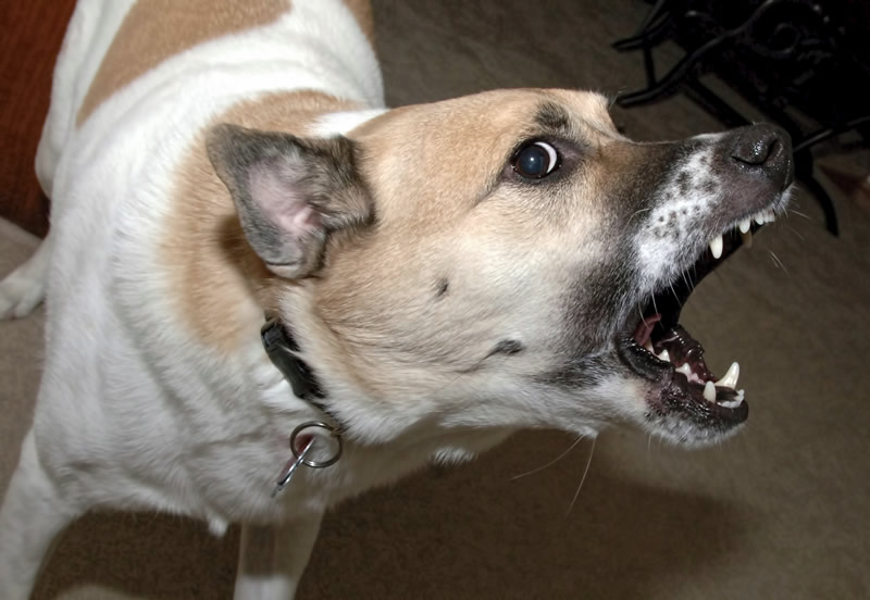 Mission creep Dog rescues and animal shelters risk public