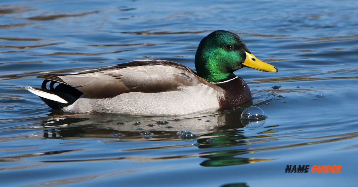 800+ Duck Names And Suggestions (2023) Name Guider