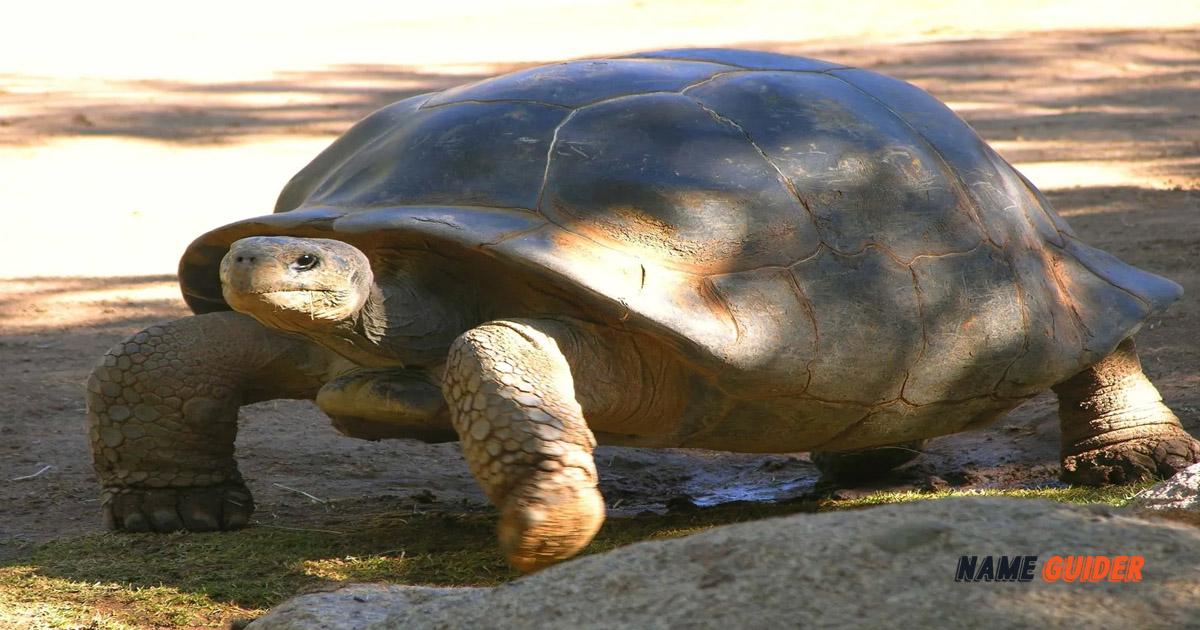 450+ Turtle Names And Suggestions (2023) Name Guider