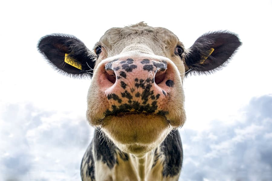 Cow Name Generator [200 Awesome Ideas!] NamesNerd
