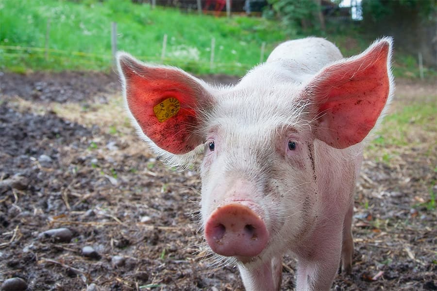 Pig Name Generator - [306+ Perfect Names for Piglets!]