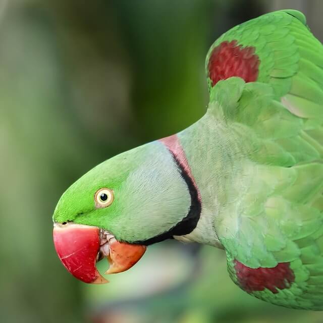 Parrot Names Browse Thousands Of Parrot Names Name Your Pets