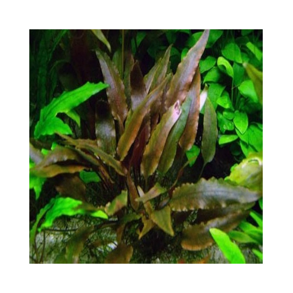 MICROSORUM PTEROPUS