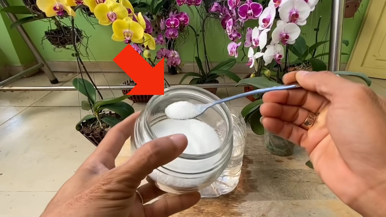 Goodbye withered leaves, add some to your orchid it comes back to life