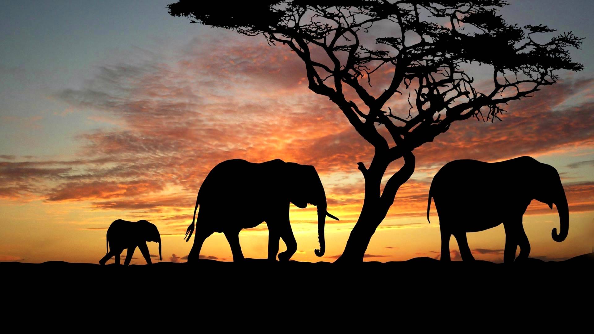 África e seus destinos O Guia Completo naPlaca