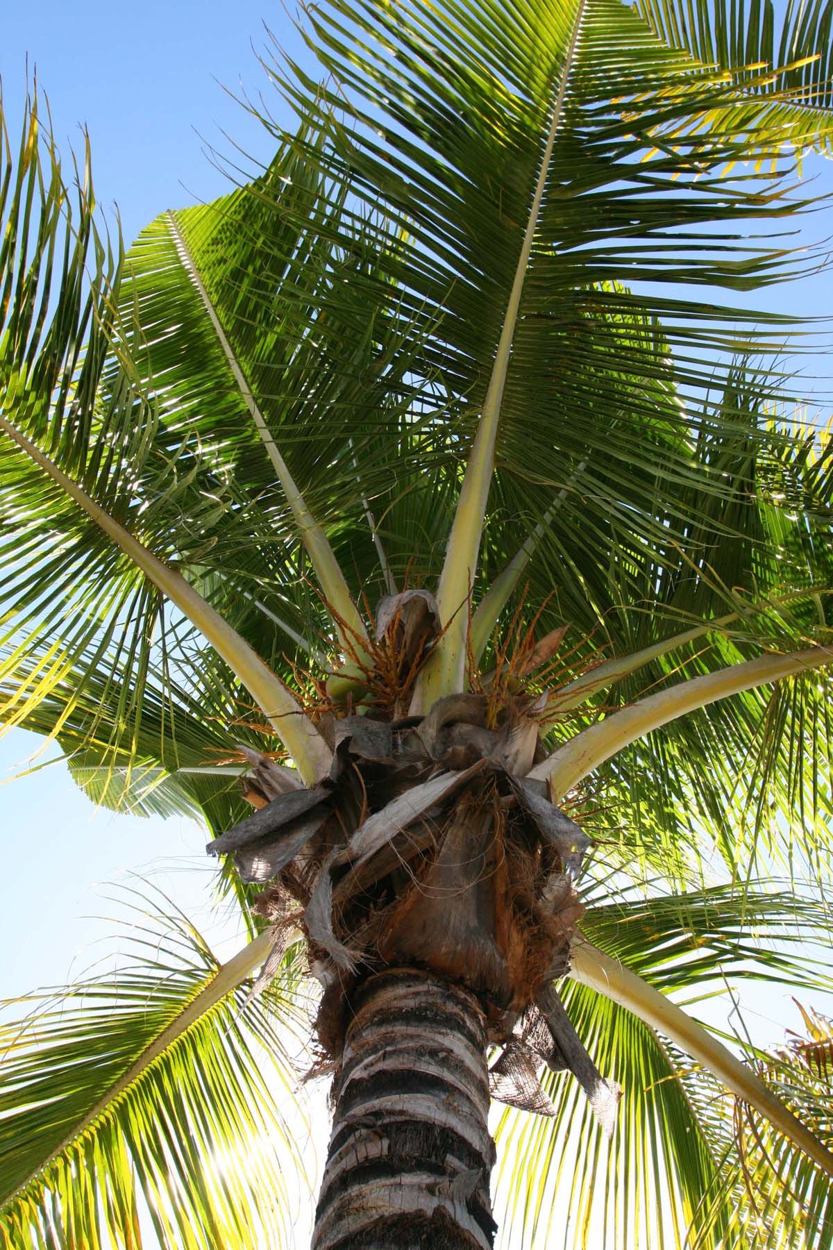 Stop Paying Someone to Kill Your Palms Naples Botanical Garden