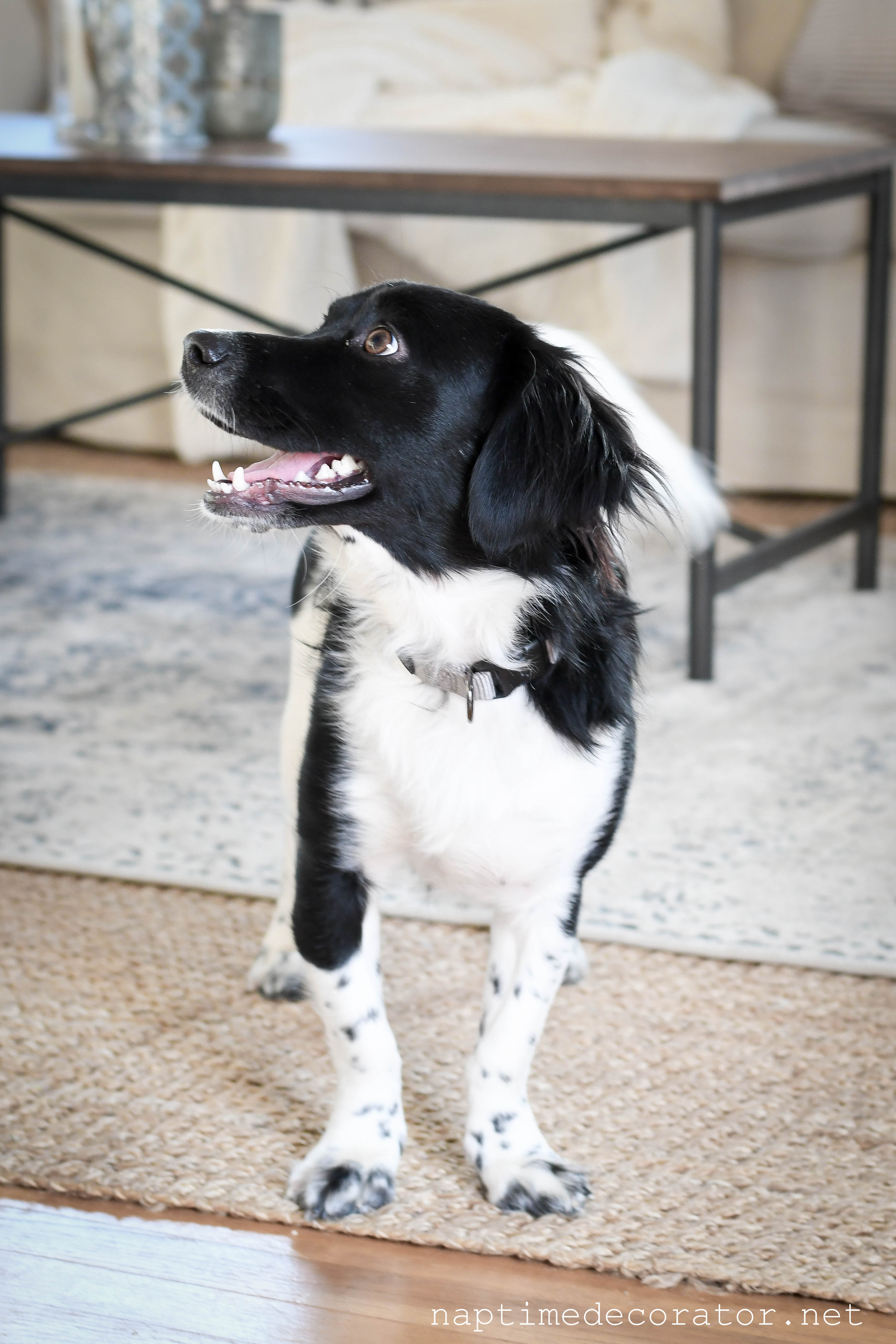 My Favorite Home Must Haves…Dog Owner’s Edition!