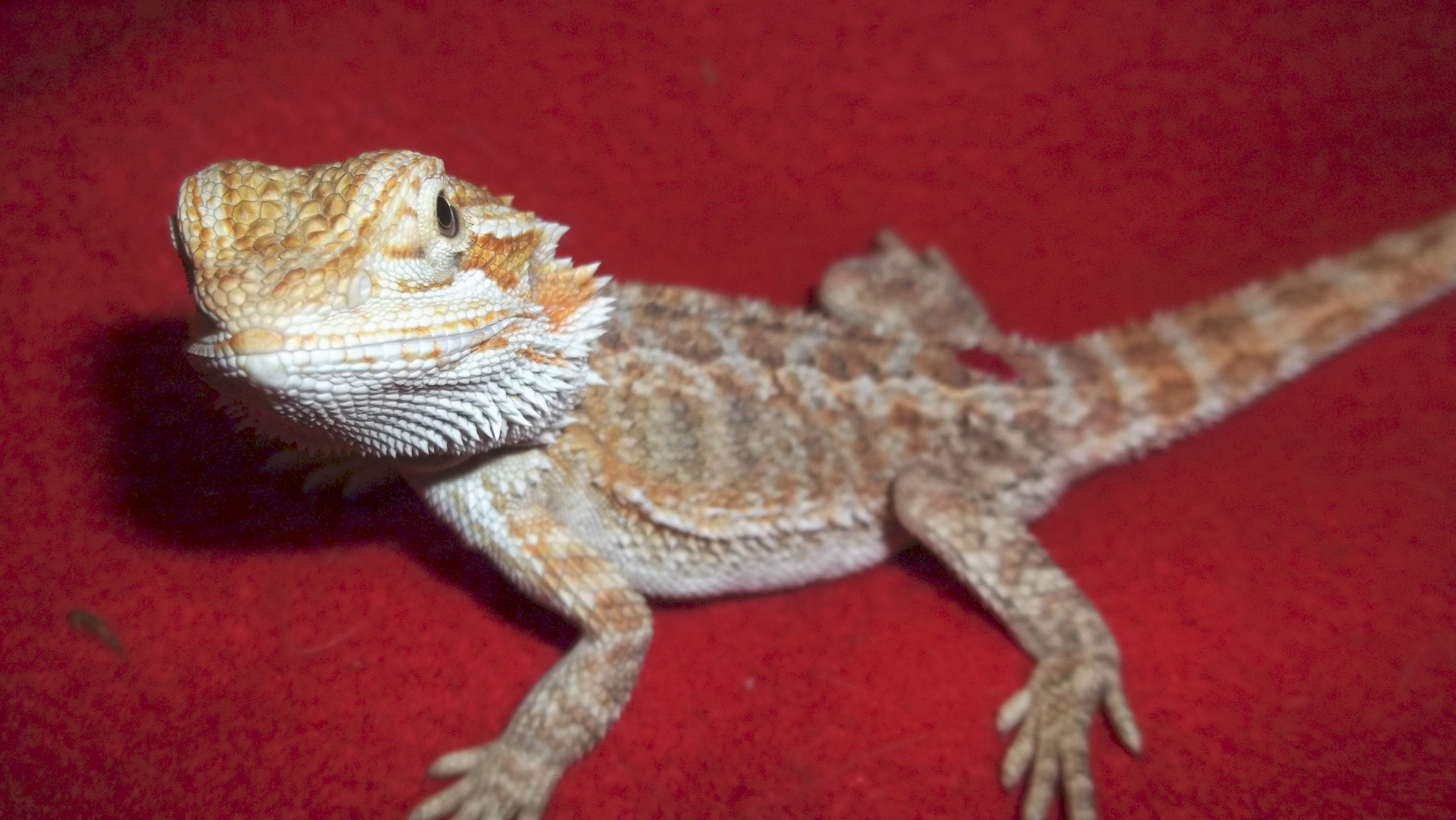 NARBC is classified as a slithering snake