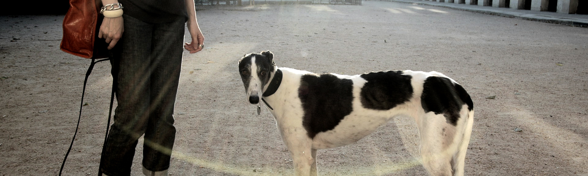 WEBDOG narrative