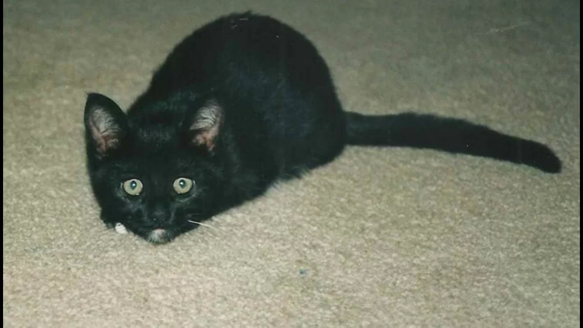 Thiamine Deficiency in Cats NASC LIVE