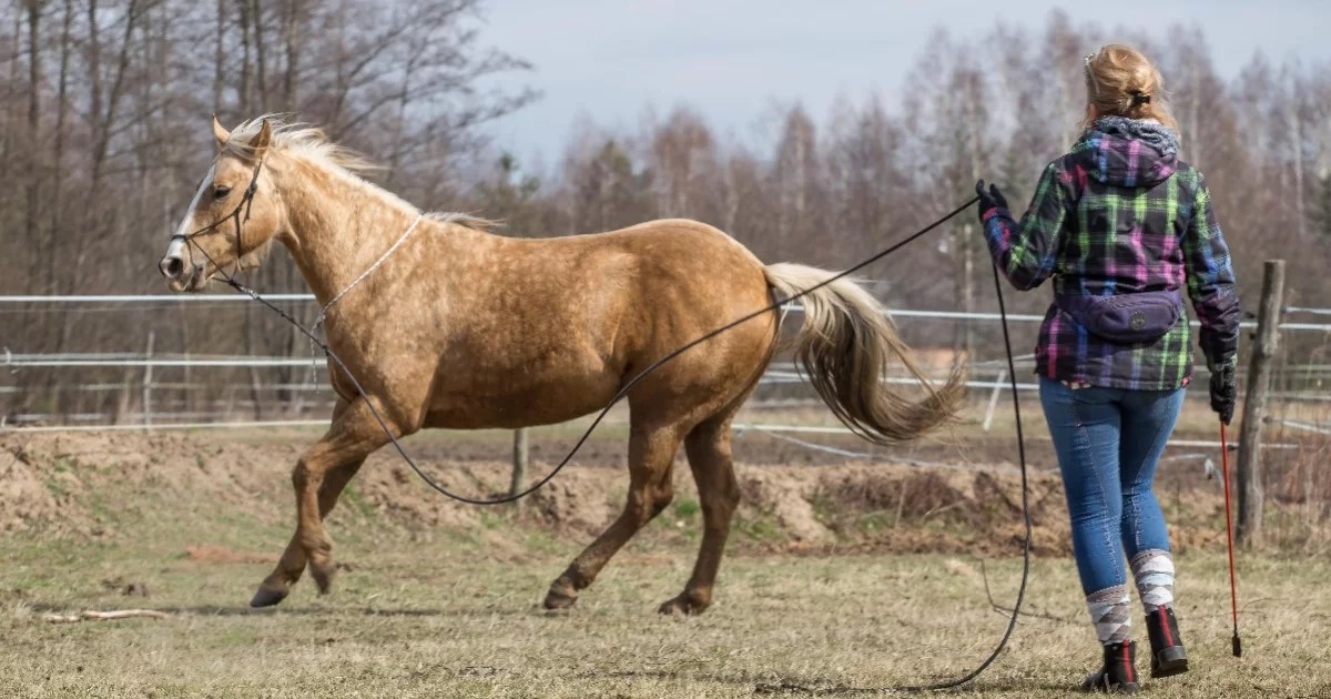 Ways to Exercise your Horse without Riding NASC LIVE