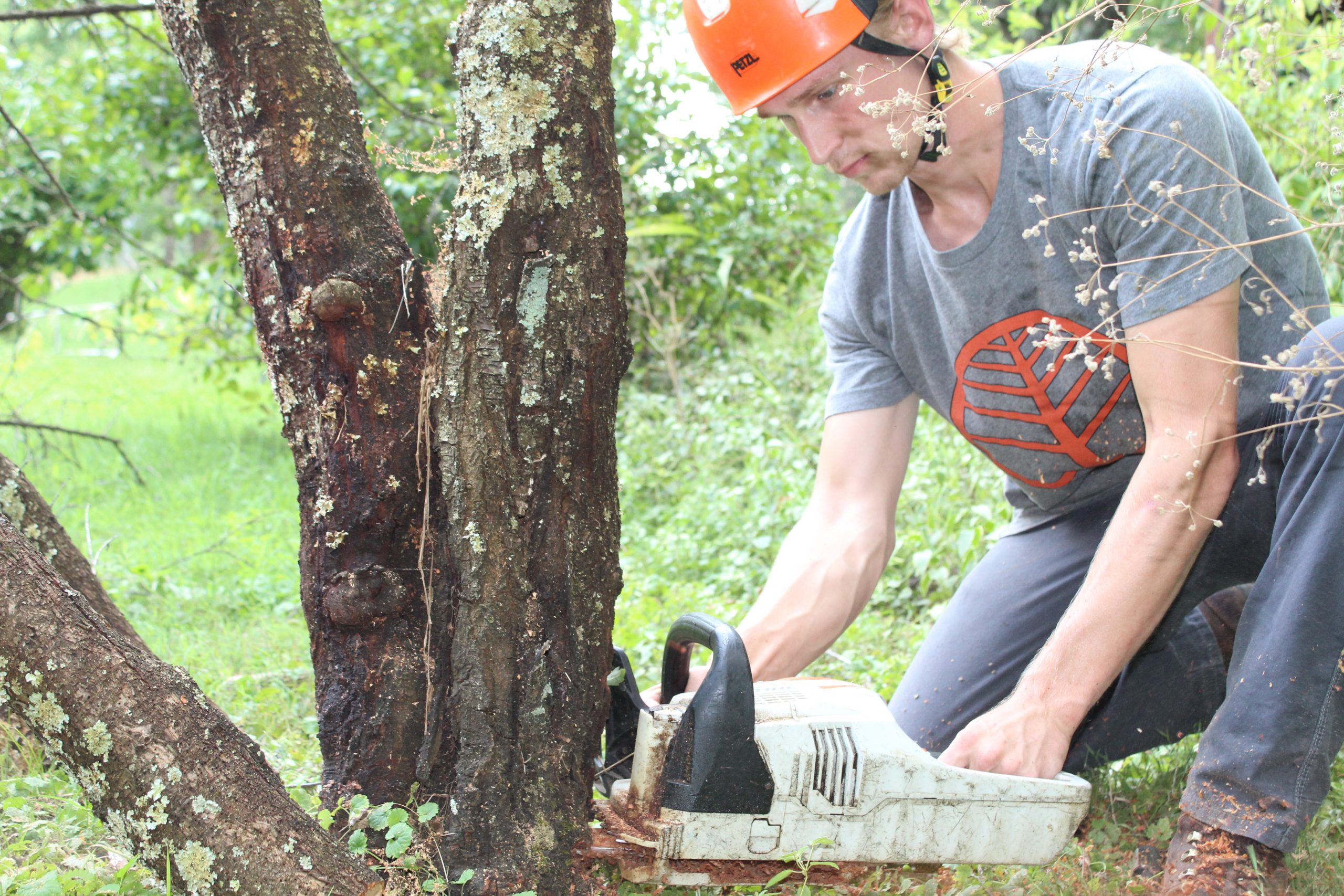 Tree Removal Nashville Tree Service NTS serving Nashville, TN.