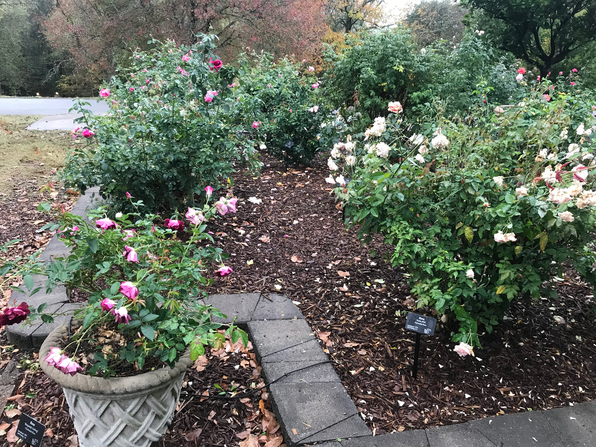 A Year in the Cheekwood Rose Study Garden as of Dec. 7, 2020