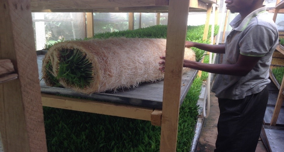 Hydroponic Nasrun Nigeria Limited