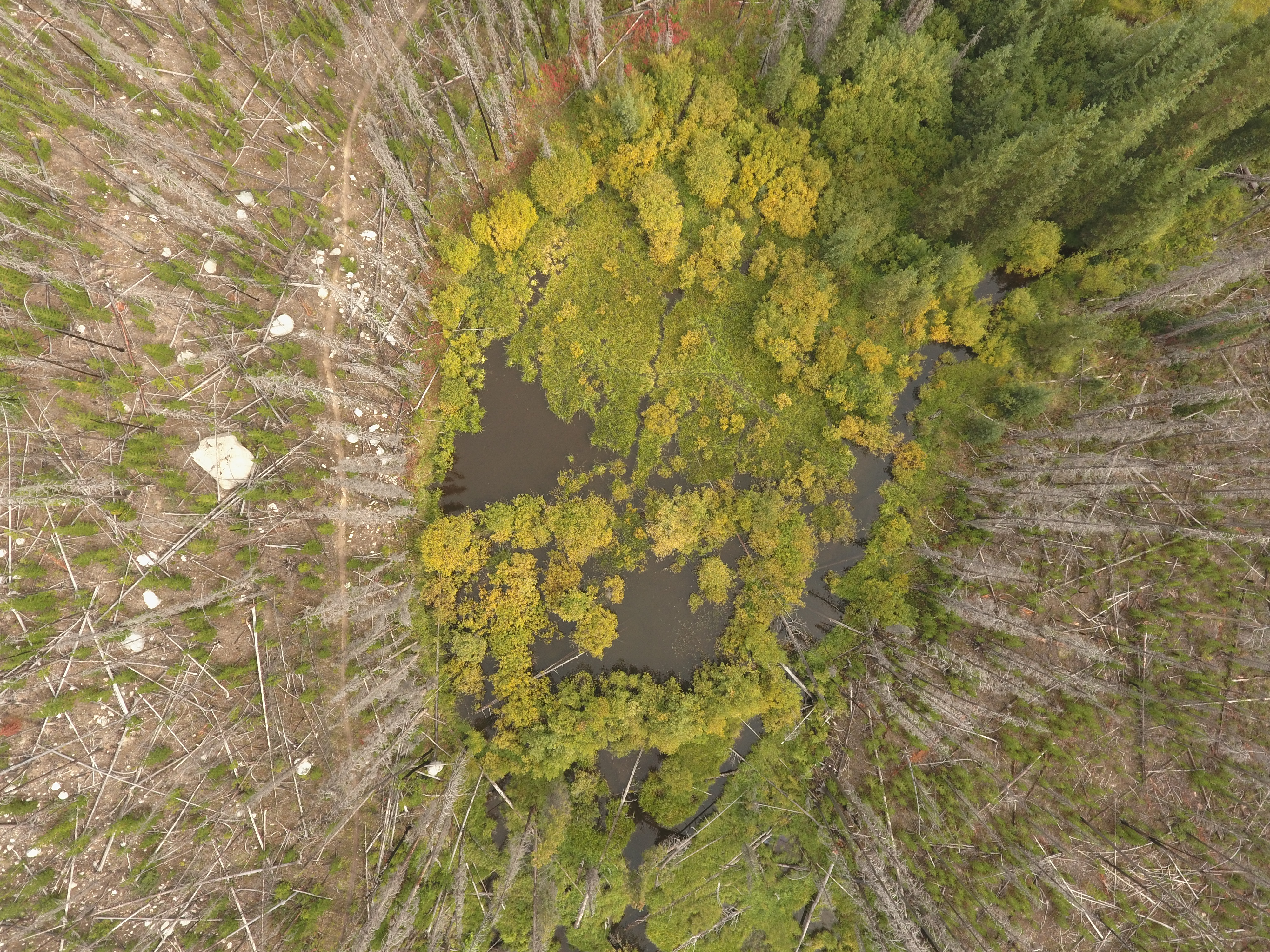 Let beavers do the work Fighting wildfire one dam at a time