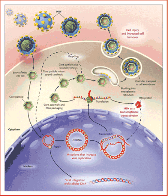 Replication Cycle Hepatitis A Biology