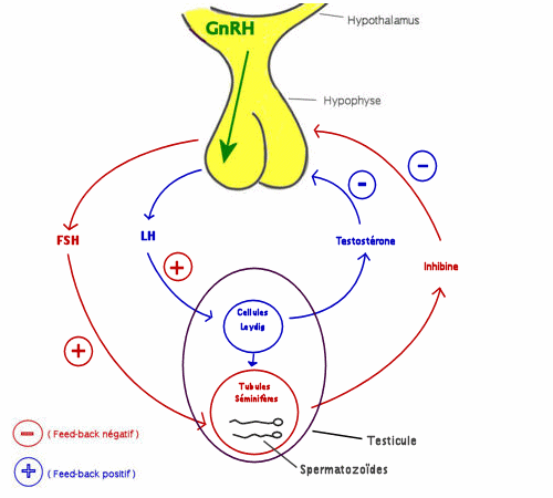 Anatomie physiologie masculine Natisens