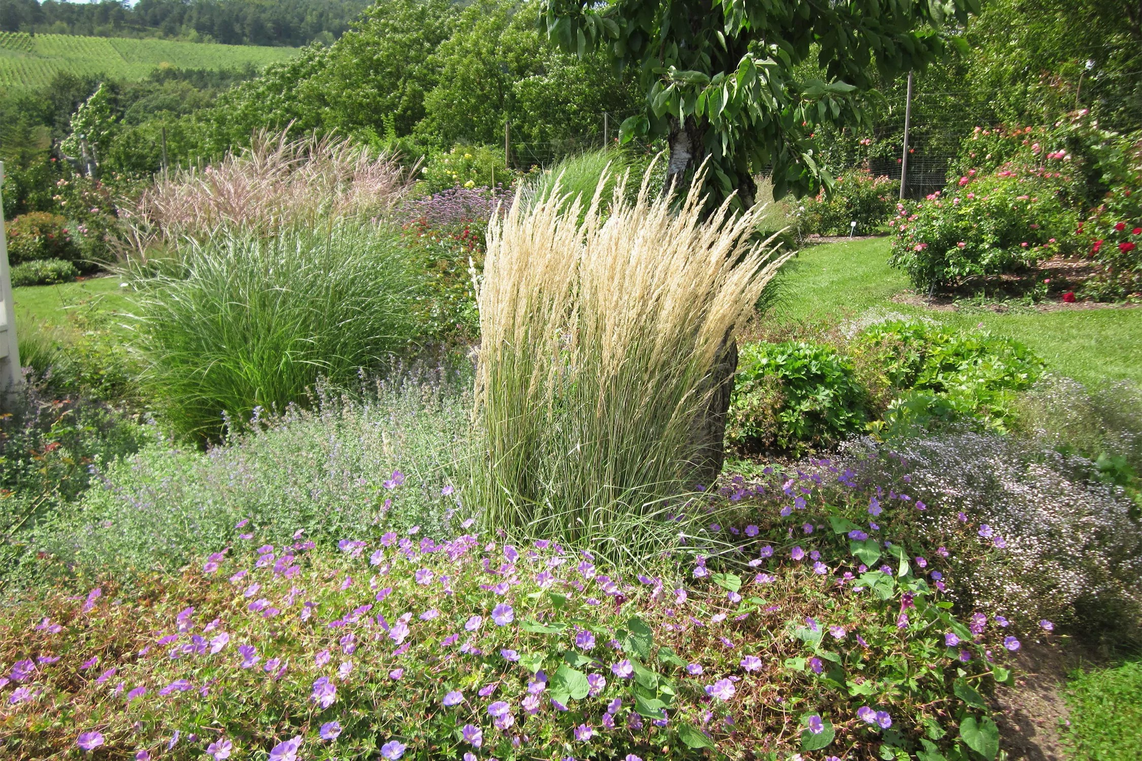 Der richtige Standort für Ziergräser im Garten Native Plants Gartenblog