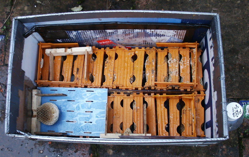 cleaning apidea frames Native Queen Bees