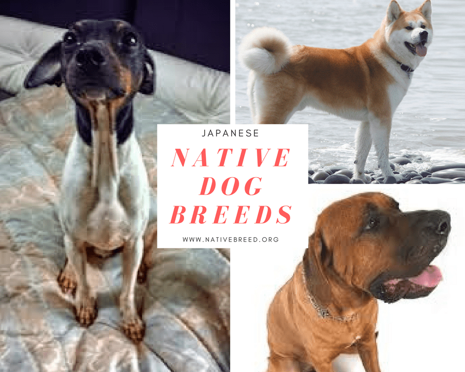 Japan Native Dog Breeds Native