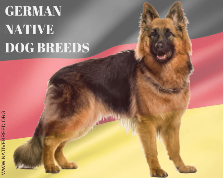 Germany Native Dog Breeds Native