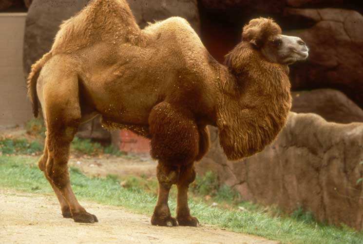 3 Types of camel breeds. Native