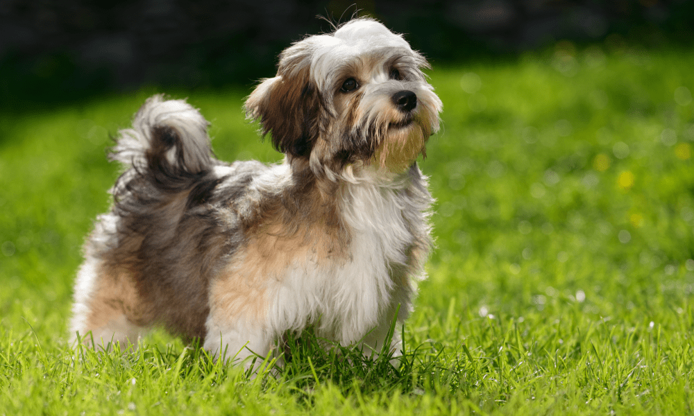 Dog breeds originating in Cuba Native