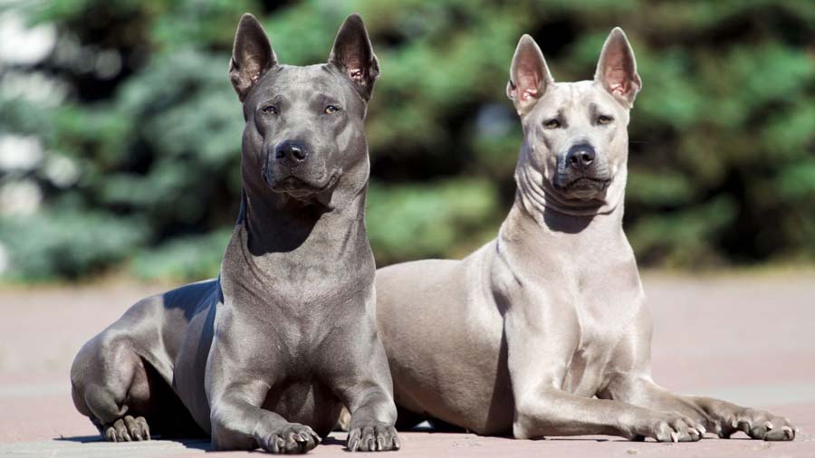 Thailand Native Dog Breed. Native