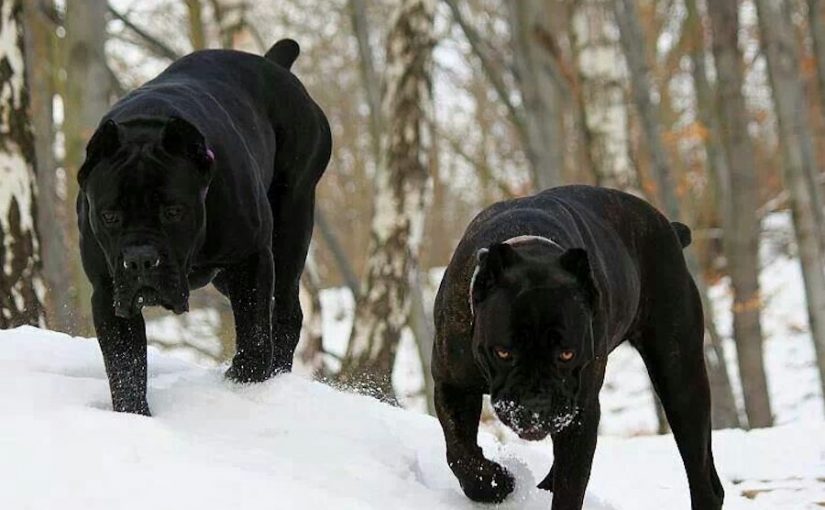Cane Corso Native