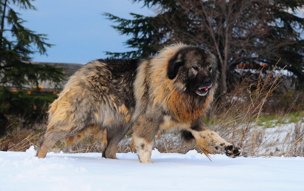 Caucasian Shepherd Dog Native