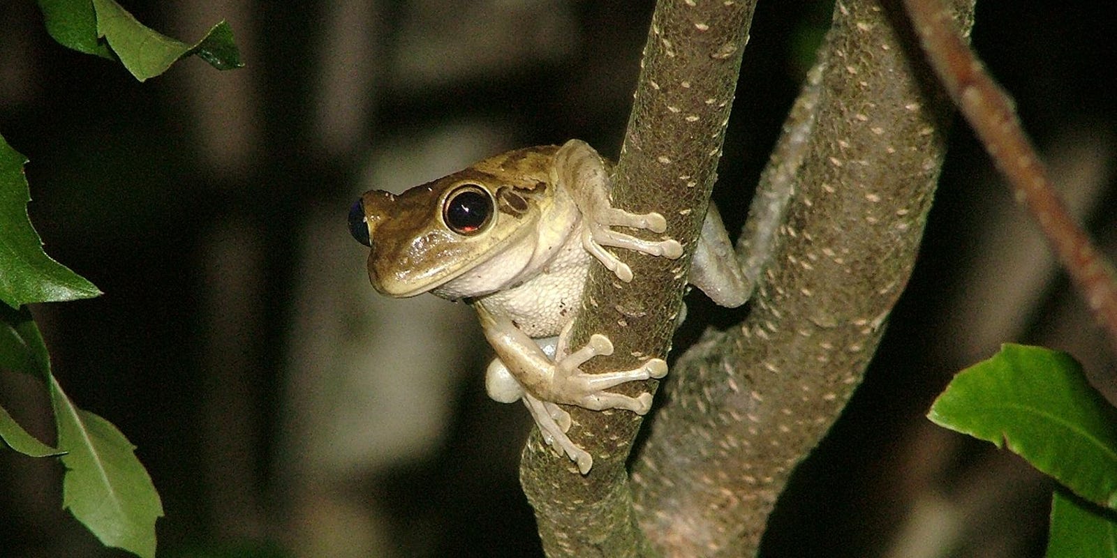 Native Animals You will Spot in Cuba Native