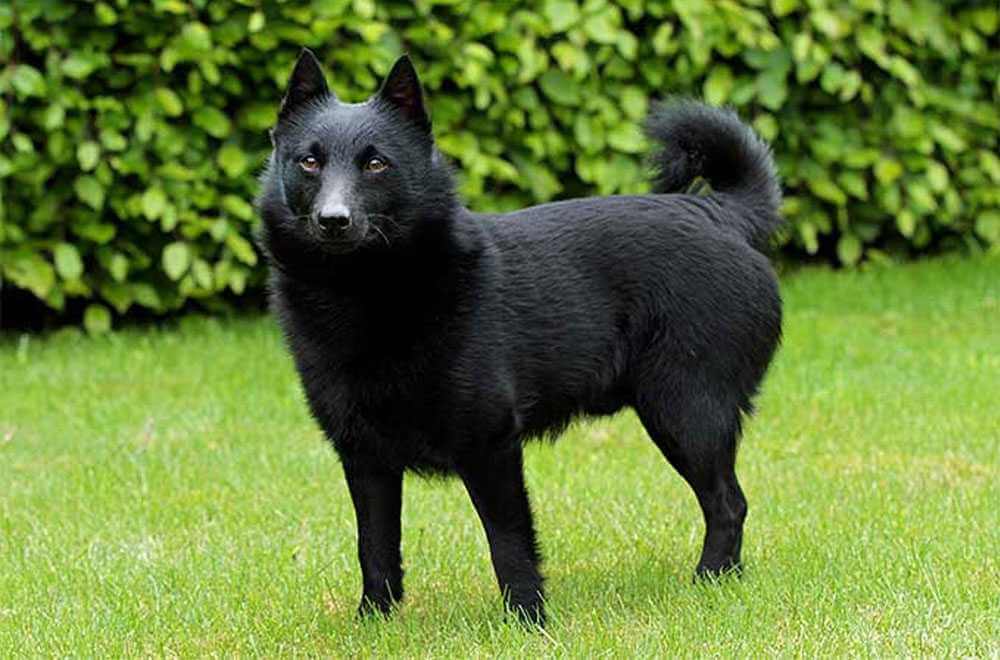 Schipperke Dog Breed Native