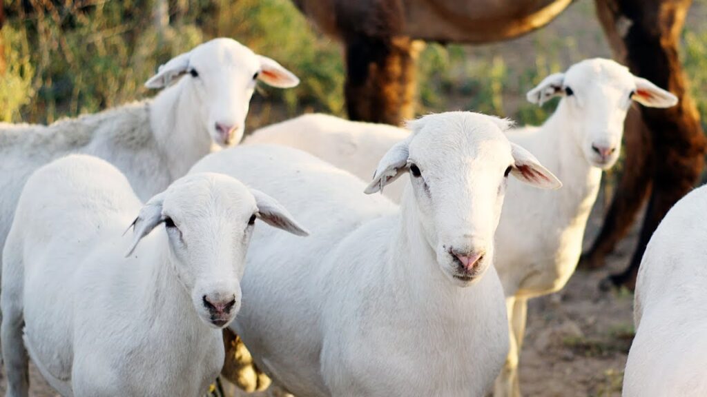 Royal White Sheep Native