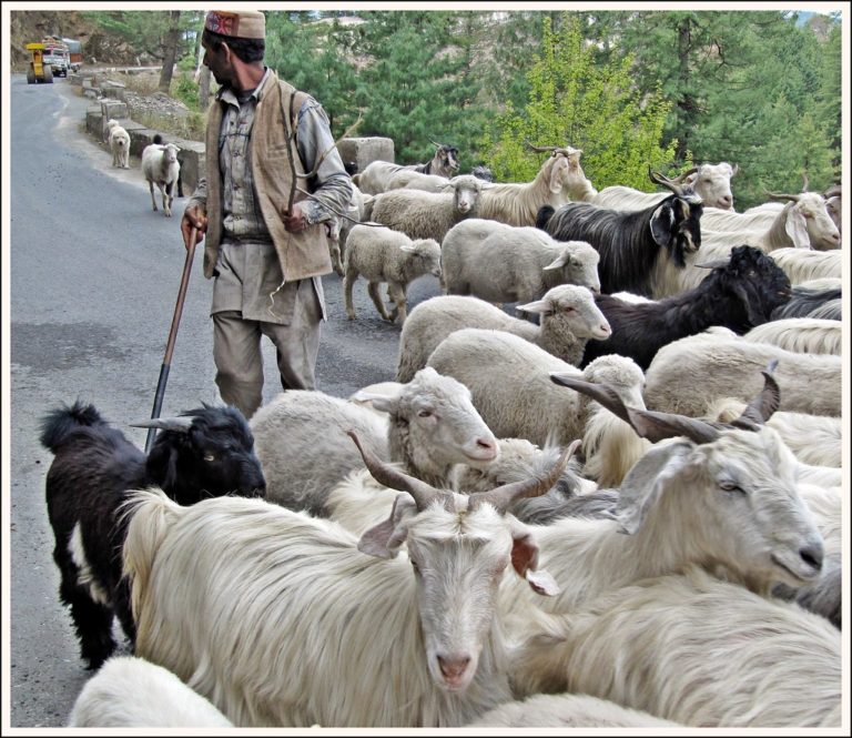 Gaddi sheep Native
