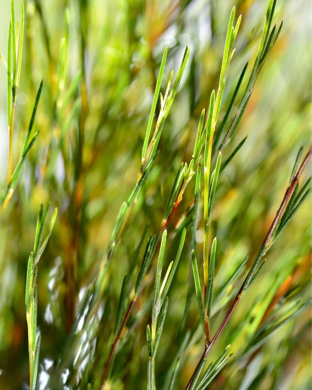 Rooibos Cellular Extract NATIVE EXTRACTS