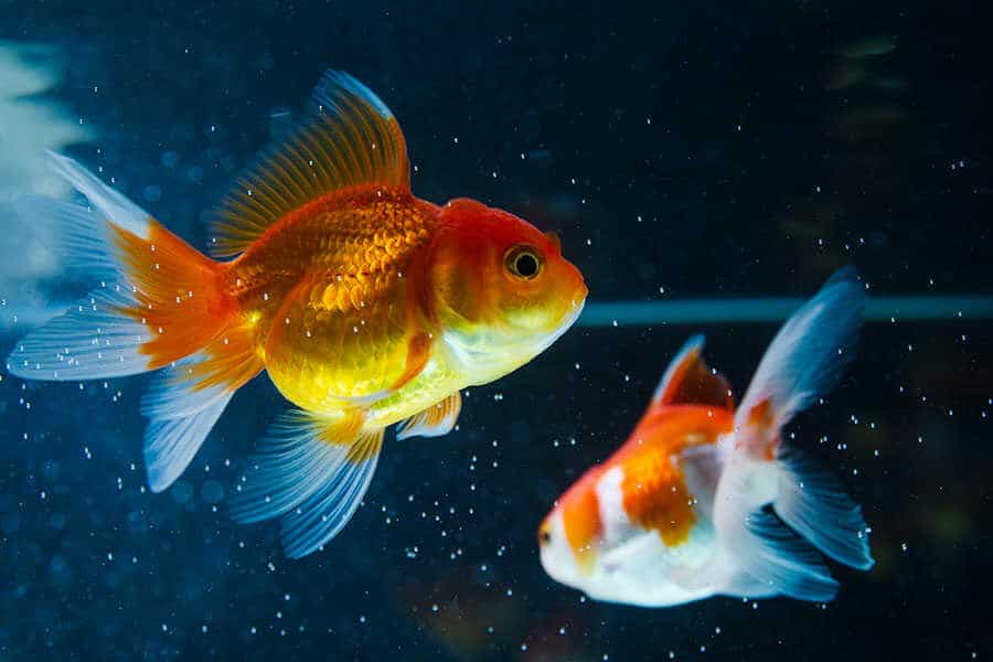 Often Asked Do Goldfish Fight? Native Fish
