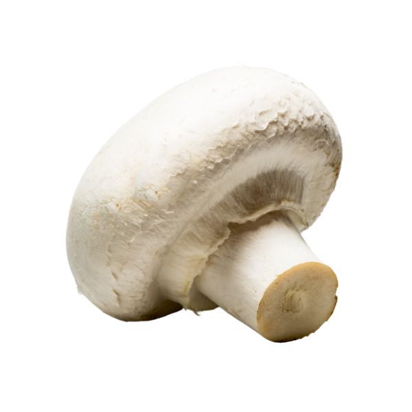 Mushroom Silver Dollar 10 MUSIL