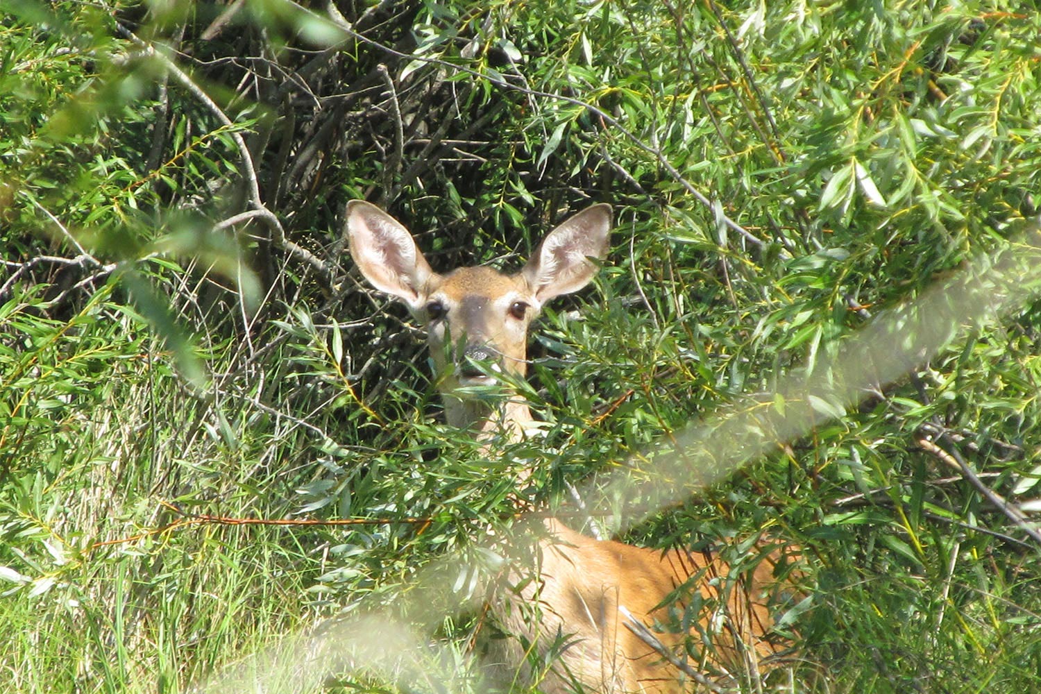 deer Native Plant Solutions