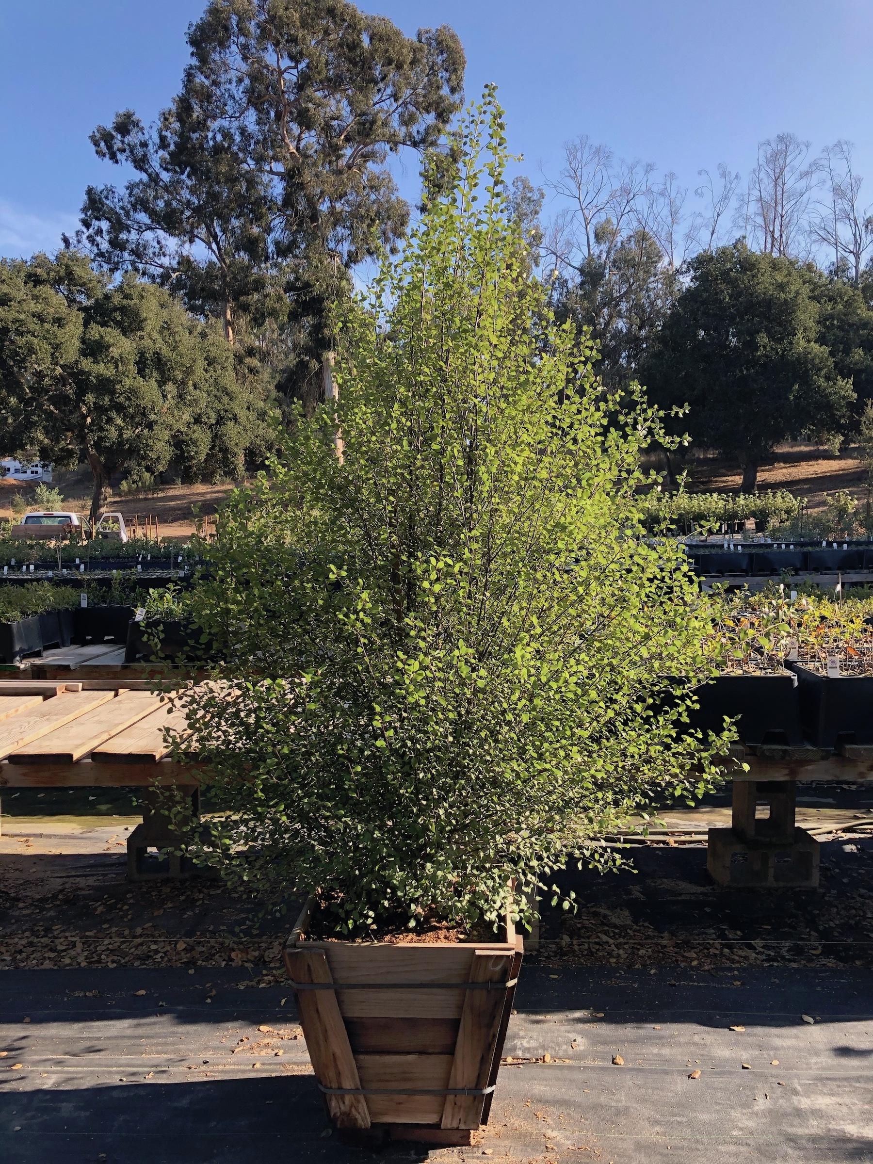 Pittosporum tenuifolium ‘Silver Sheen’ Native Sons