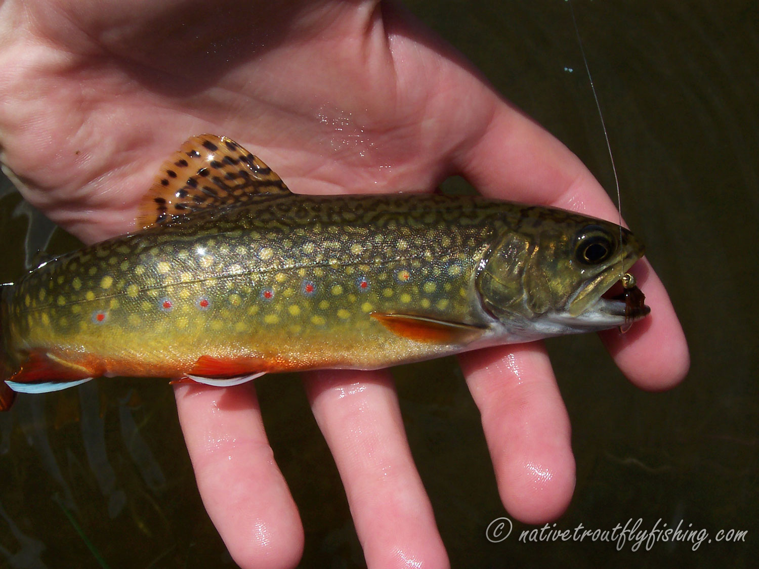 Native Trout Fly Fishing Brook Trout