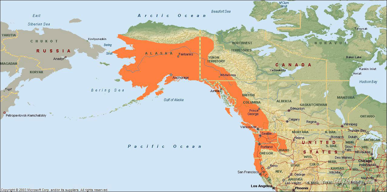 Native Trout Fly Fishing Chinook Salmon