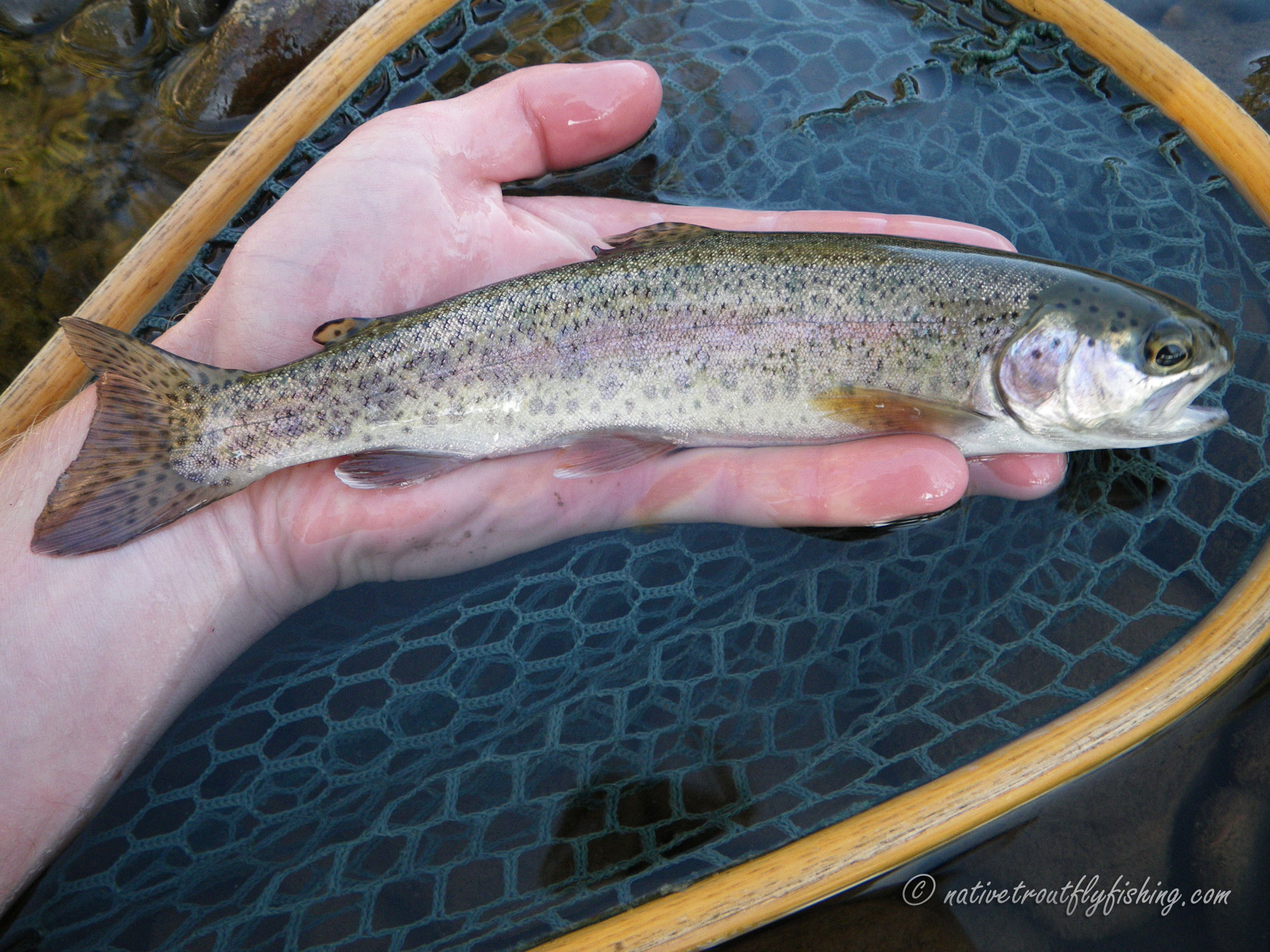 Native Trout Fly Fishing Hatchery Strain Rainbow Trout