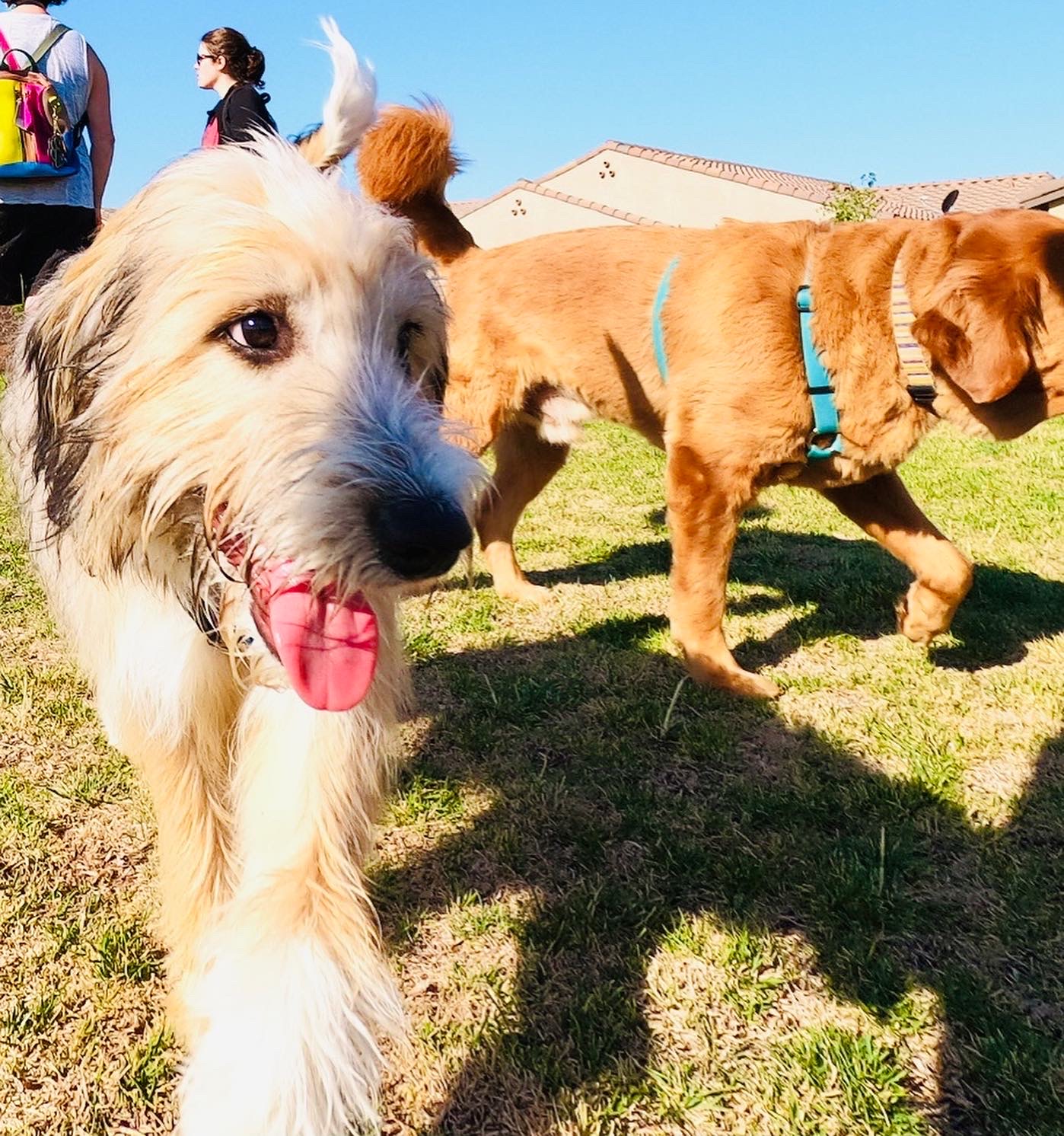 Natomas Dog Parks Host Doodle Playdates The Natomas Buzz