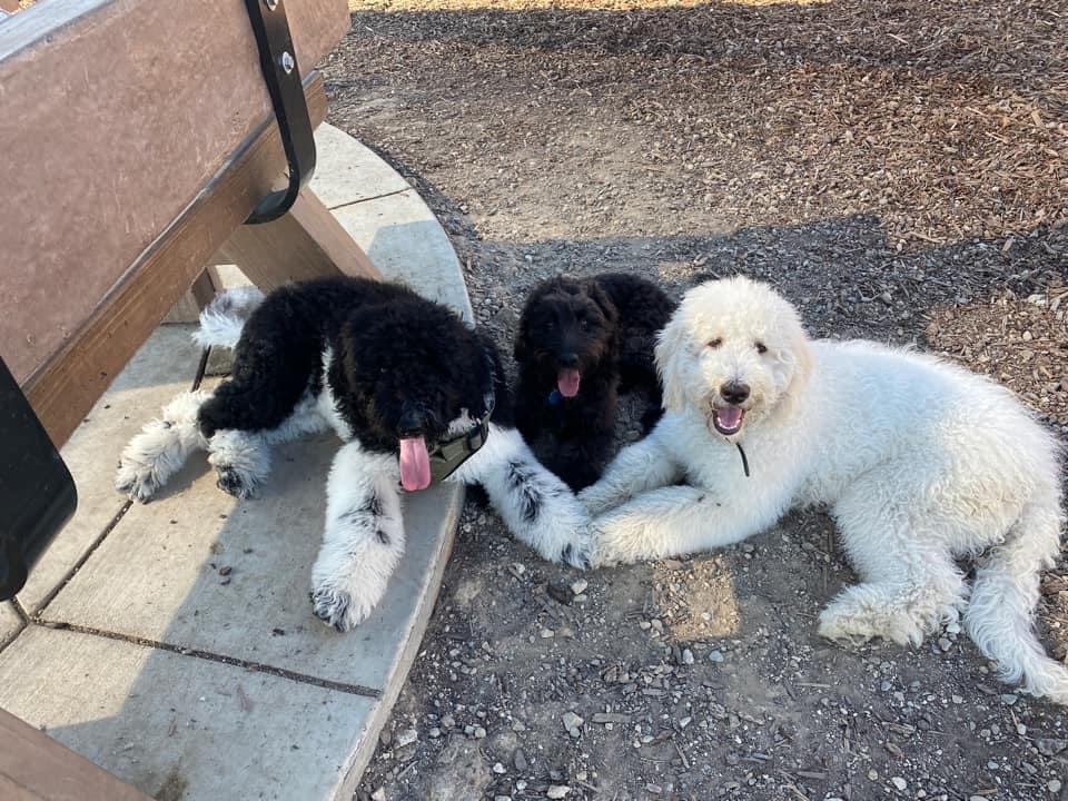 Natomas Dog Parks Host Doodle Playdates The Natomas Buzz