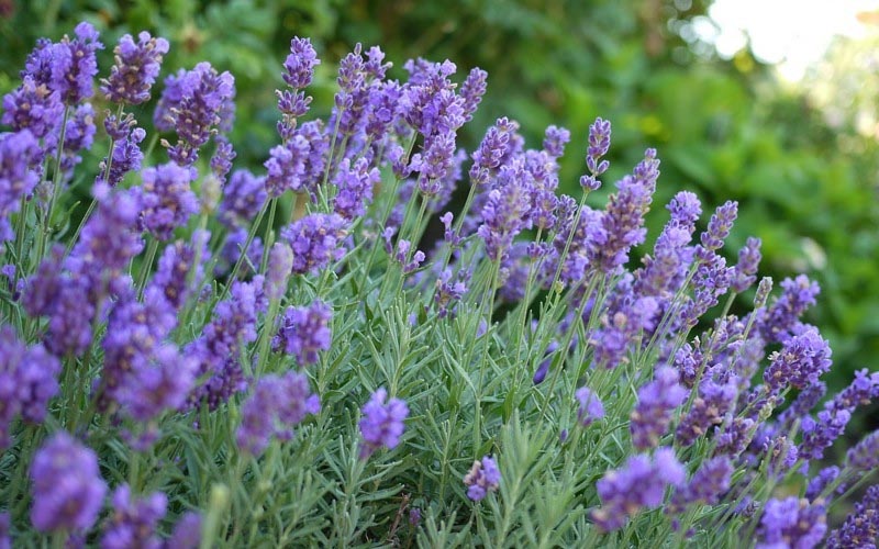 Phenomenal Lavender Natorps