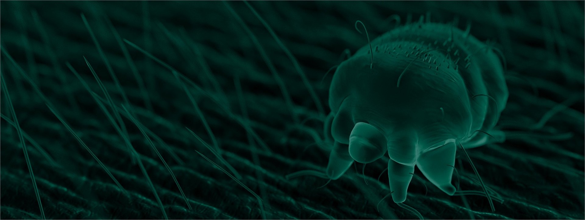 Natroba™ (spinosad) & Scabies For Healthcare Professionals