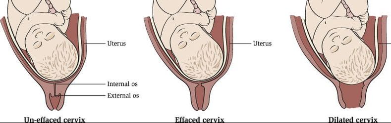 Natural Childbirth Guide How Your Body Is Made
