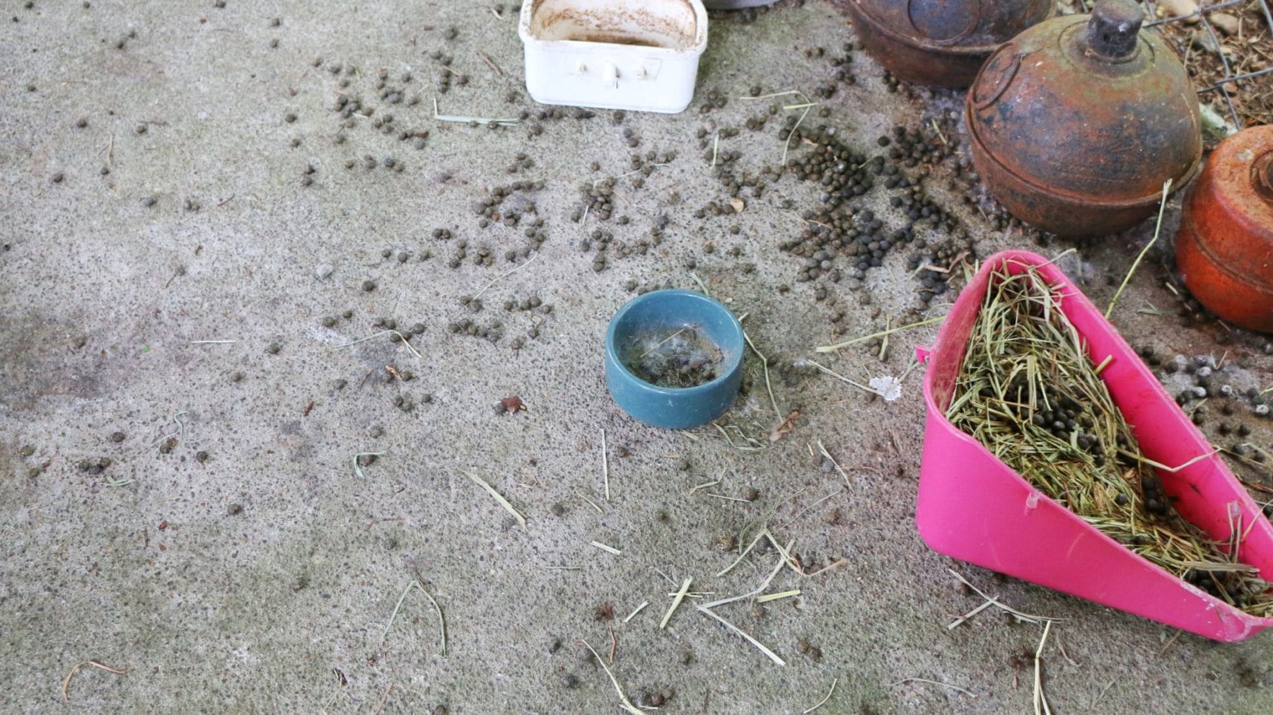 bunny poop Natural Deets